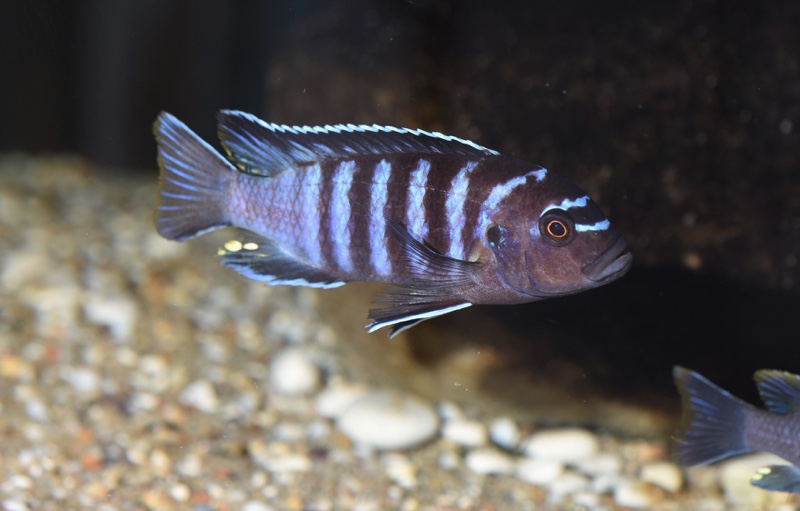 Maylandia sp. 'black dorsal mbenji' Mbenji Island